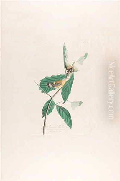 Swainson's Warbler, Pl. 50 (from The Havell Edition Of The Birds Of America) Oil Painting by John James Audubon