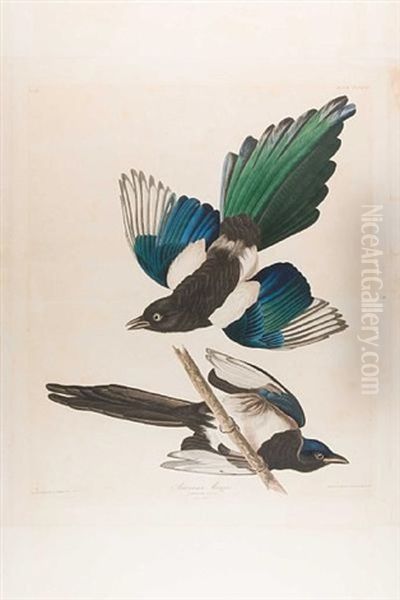 American Magpie, Pl. Ccclvii (from The Havell Edition Of The Birds Of America) Oil Painting by John James Audubon