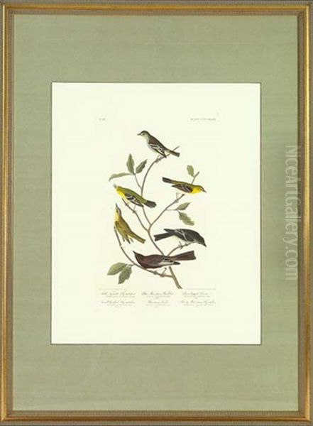 Little Tyrant Fly-catcher (pl. Ccccxxxiv From Birds Of America) Oil Painting by John James Audubon