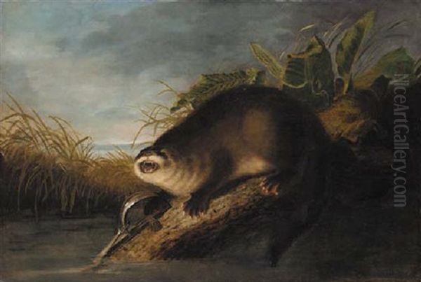 Otter In A Trap Oil Painting by John James Audubon