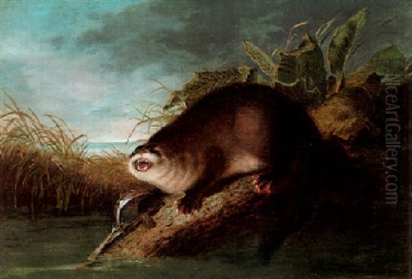 Otter In A Trap Oil Painting by John James Audubon