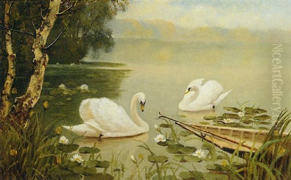 Swans On A Lake By A Birch Tree Oil Painting by Albert E. Bailey