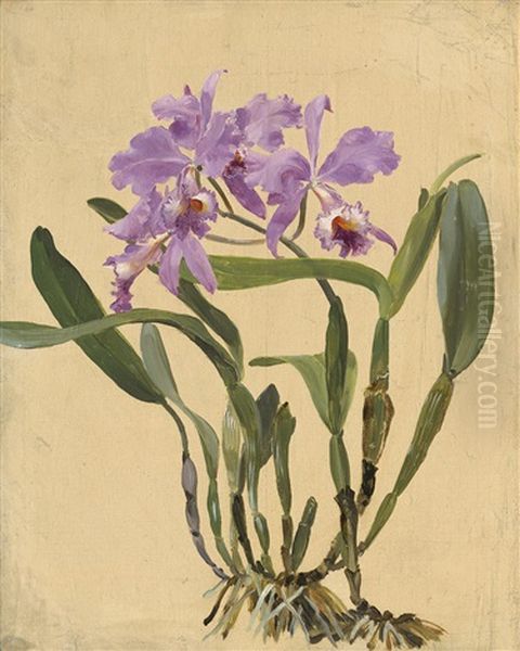 Studie Einer Rosa Bluhenden Cattleya Orchidee Oil Painting by Alexandre Bailly