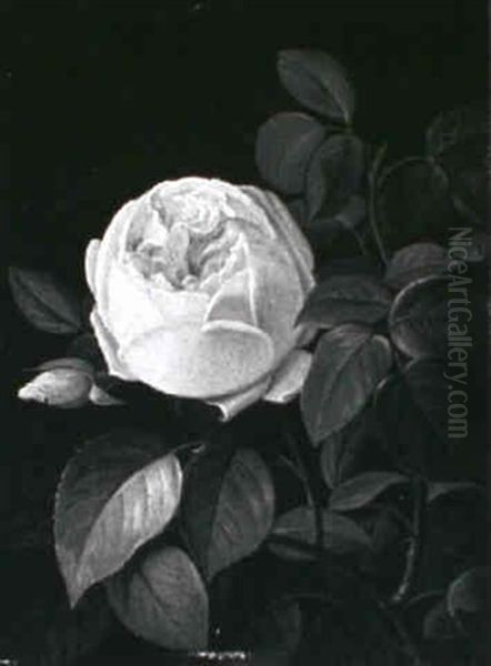 Lyserod Rose by Carl Vilhelm Balsgaard