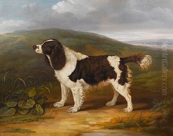 "bounce" - A Liver And White Springer Spaniel In A Landscape Oil Painting by James Barenger the Elder