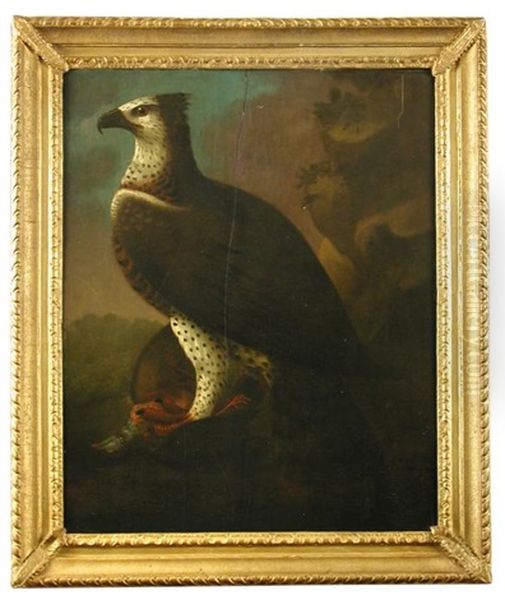 Study Of An African Martial Eagle Holding A Barbary Partridge In Its Talons Oil Painting by Francis Barlow