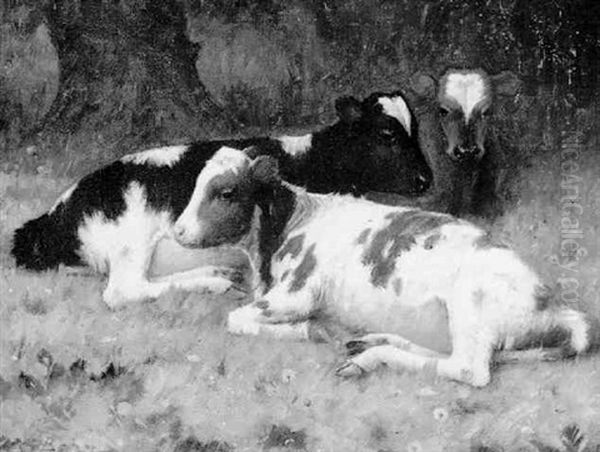 Calves Resting by William Barr