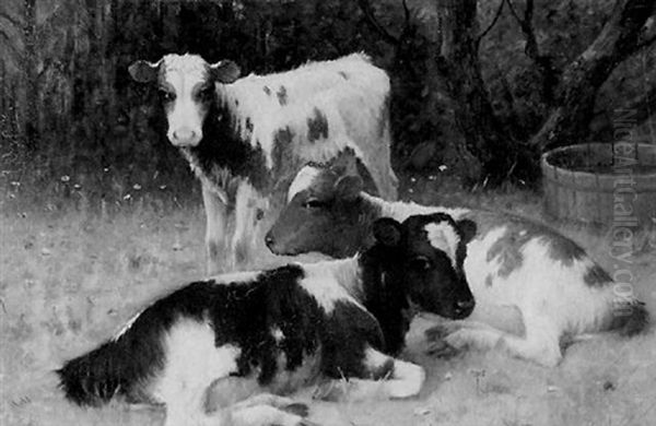 Calves Resting In A Spring Pasture Oil Painting by William Barr