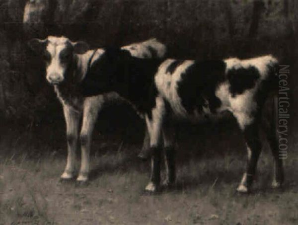 Calves In A Meadow Oil Painting by William Barr