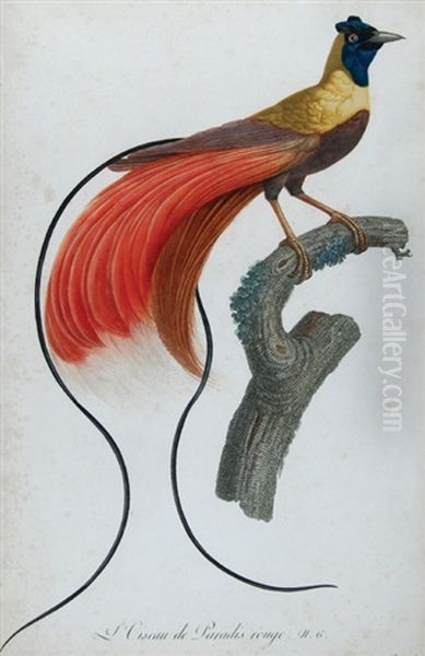 L'oiseau De Paradis Rouge (+ Le Petit Oiseau De Paradis Emeraude, Male; 2 Works) Oil Painting by Jacques Barraband