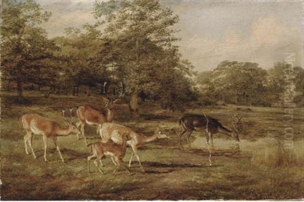 Stags And Hinds Oil Painting by Thomas Barratt Of Stockbridge