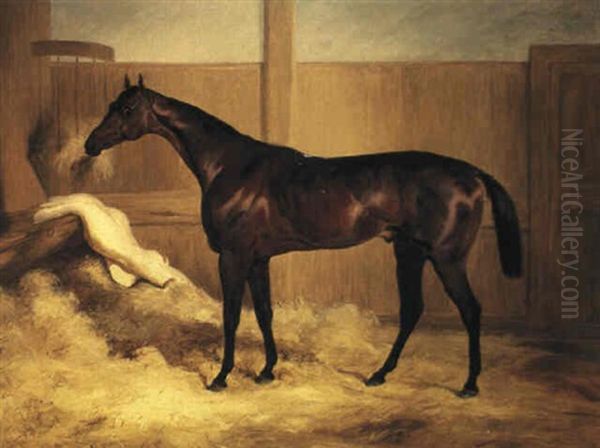 Mr. F.l. Popham's Brown Colt, Wild Dayrell In A Loose Box Oil Painting by Thomas Barratt Of Stockbridge