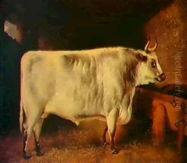 Prize Bulls Oil Painting by Henry Barraud