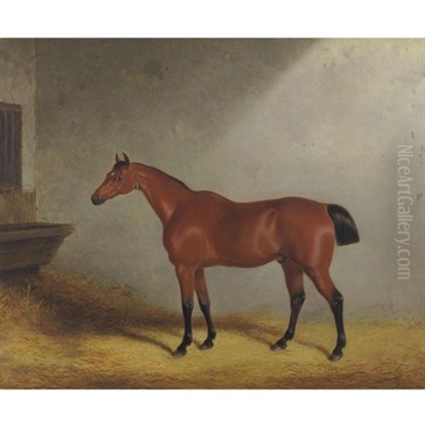 Portrait Of The Hunter Dolla Aged 17 Years In A Loose Box Oil Painting by William Barraud