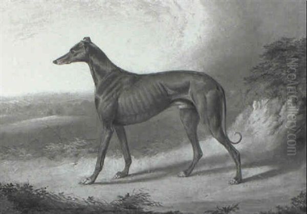 Greyhound Oil Painting by William Barraud