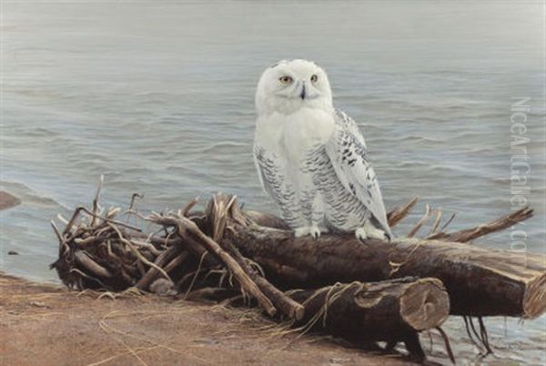 Snowy Owl On Driftwood Oil Painting by Robert Bateman