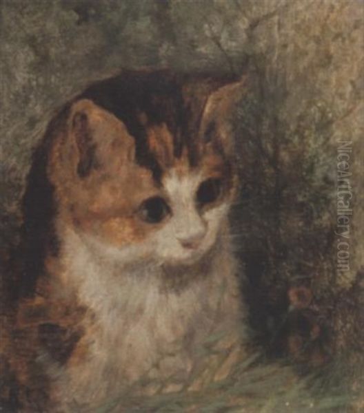 Study Of A Kitten Oil Painting by Arthur Batt