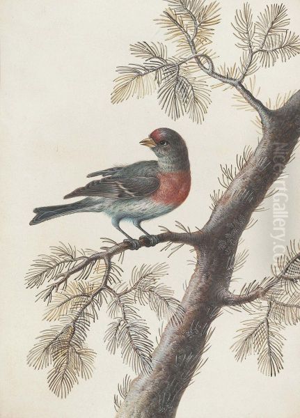 A Bird, Probably A Bullfinch, On A Pine Branch Oil Painting by Christophe-Ludwig Agricola