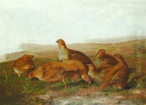 Partridge In A Landscape Oil Painting by John Clement Bell