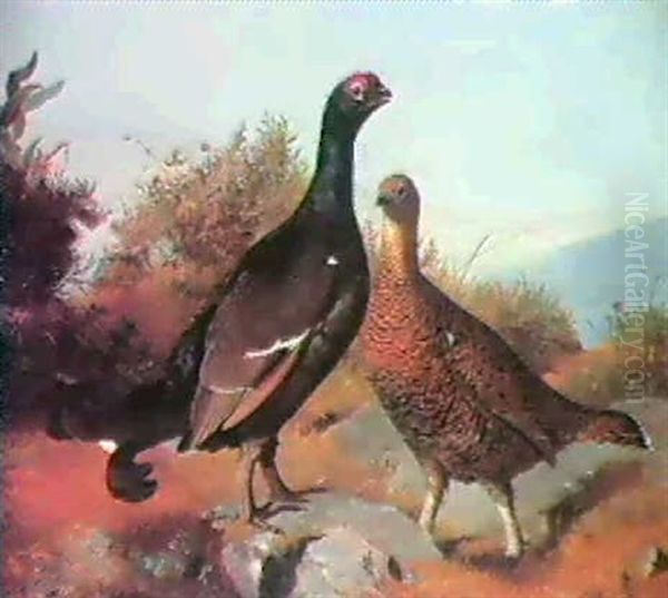 Black Grouse On A Moor Oil Painting by John Clement Bell