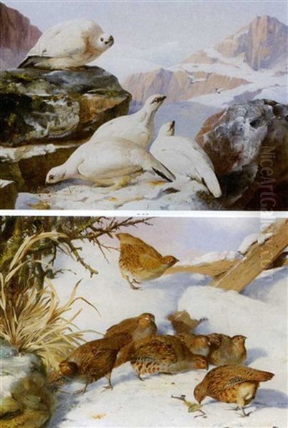 Ptarmigan In Winter Oil Painting by John Clement Bell