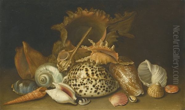 Still Life Of Sea Shells Oil Painting by Antoine Berjon