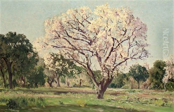 An Almond Tree In Blossom Oil Painting by Aureliano De Beruete