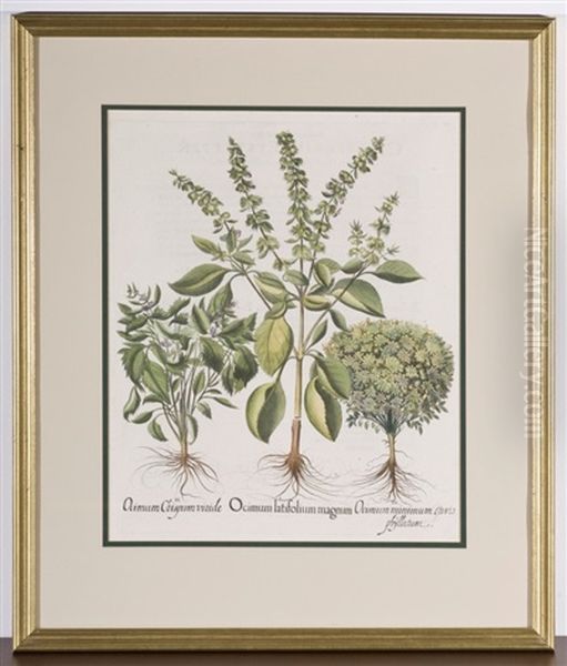 Ocimum Latifolium Magnum Botanical Oil Painting by Basilius Besler