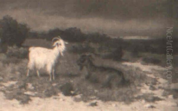 Cabras Oil Painting by Walter Biddlecombe