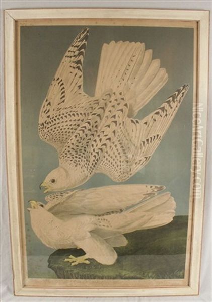 Iceland Or Jer Falcon, No. 13-2, Pl. 19 (after J.j. Audubon) Oil Painting by Julius Bien