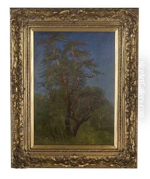 Study Of A Tree In Woodlands Laden With 'california Spanish Moss' Oil Painting by Albert Bierstadt