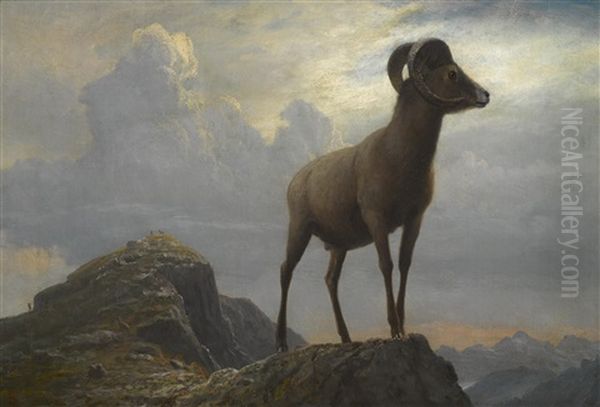 Study Of A Bighorn Ram Oil Painting by Albert Bierstadt