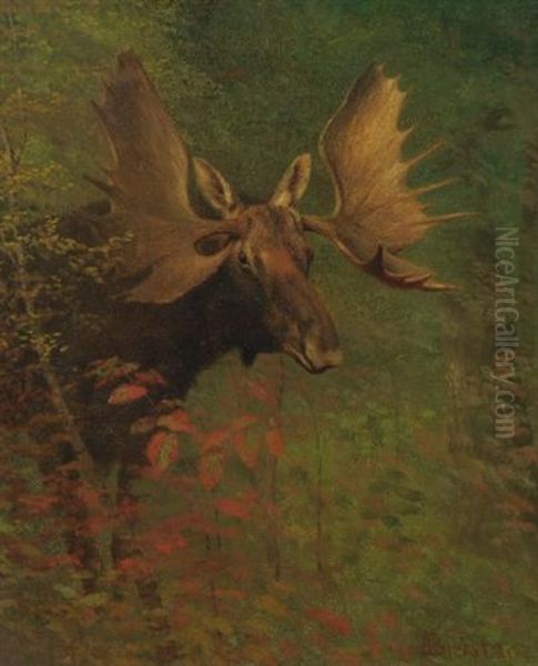 A Moose (study) Oil Painting by Albert Bierstadt