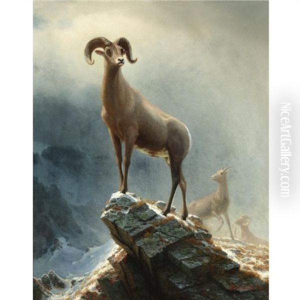 Rocky Mountain, Big Horn Sheep Oil Painting by Albert Bierstadt