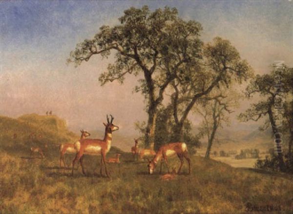 Grazing Antelope Oil Painting by Albert Bierstadt