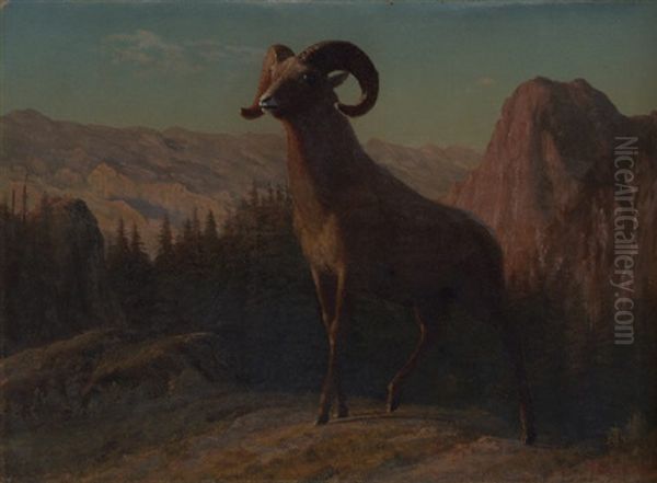 A Rocky Mountain Sheep Oil Painting by Albert Bierstadt