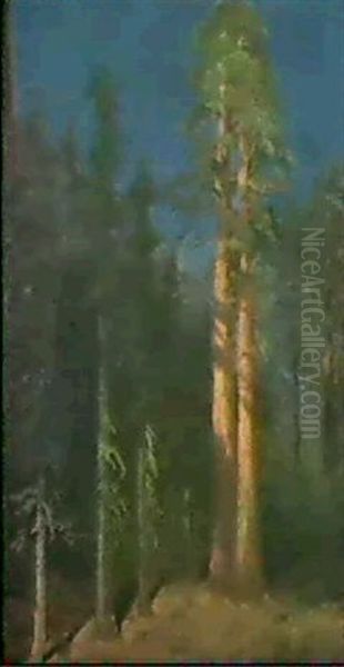 California Redwoods Oil Painting by Albert Bierstadt