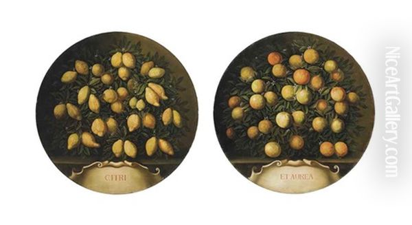 Citri Et Aurea: A Still Life Of Lemons; And A Still Life Of Oranges (pair) Oil Painting by Bartolommeo Bimbi