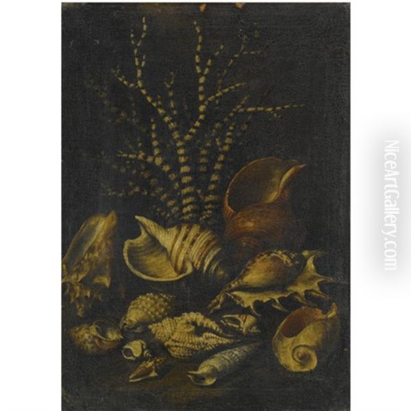 A Still Life With A Lambis Lambis, A Cypraea, A Cymatiide, A Cenithium, A Galaodea And Other Shells Oil Painting by Bartolommeo Bimbi