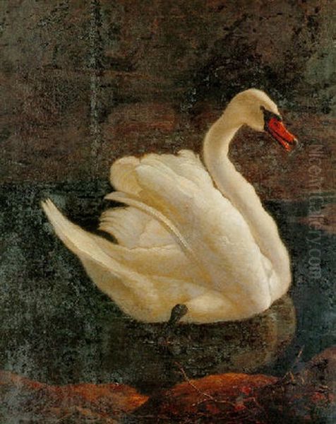 Swan Swimming Close To The Shoreline Oil Painting by Abraham Bisschop