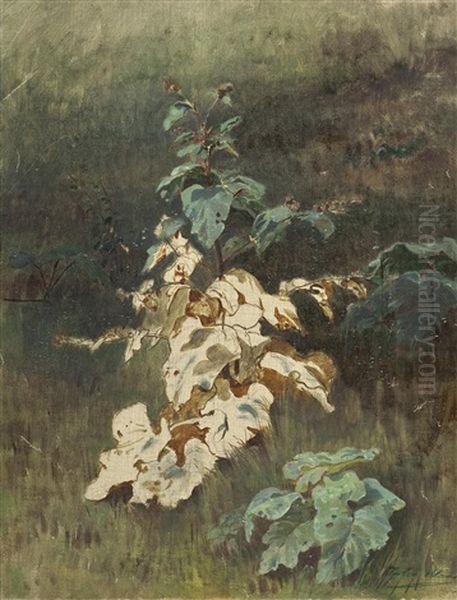 Pflanzen (unfinished Study) Oil Painting by Julius von Blaas