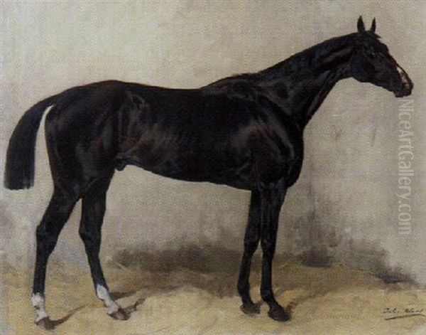 Schwarzes Pferd Oil Painting by Julius von Blaas