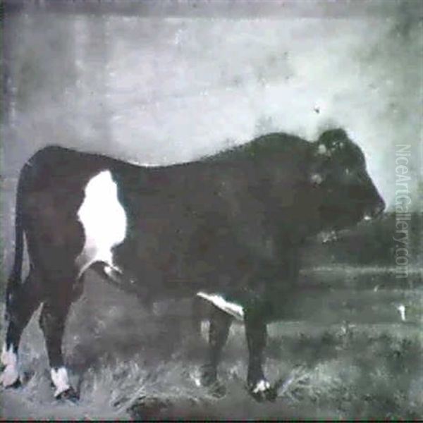 A Holstein Bull In A Barn. Oil Painting by Julius von Blaas