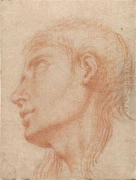 The Head Of A Young Man In Profile Towards Left Oil Painting by Francesco Albani