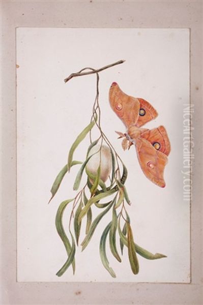 Caterpillar Of Saturnia (+ 20 Others; Folio Of 21)(+ Floral Study, Work On Paper; 22 Works) Oil Painting by Eliza Blyth