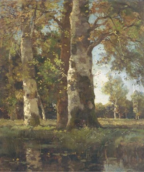 Beuken Stammen: Sunlit Beeches By A Pond Oil Painting by Theophile De Bock