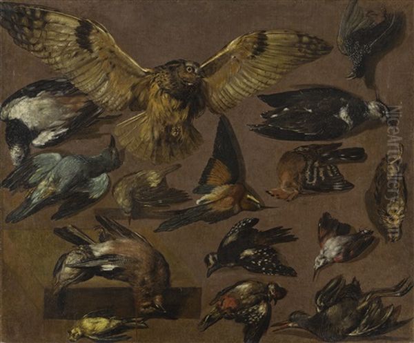 Studies Of An Owl And Other Birds Oil Painting by Pieter Boel