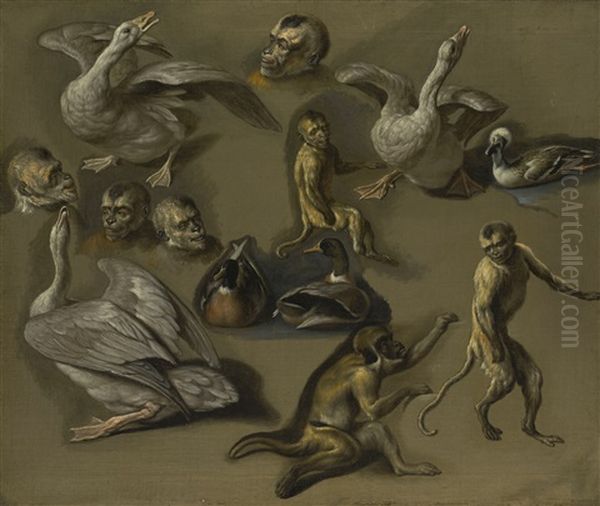 Studies Of Monkeys And Foul Oil Painting by Pieter Boel