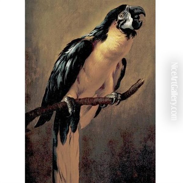 A Blue And Gold Macaw Oil Painting by Pieter Boel