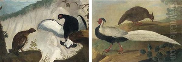 A Black Cock And A Black Hen (+ A Male And Female Silver Pheasant; Pair) by Jakob Bogdani